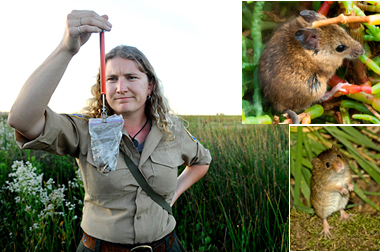Protecting The Salt Marsh Harvest Mouse